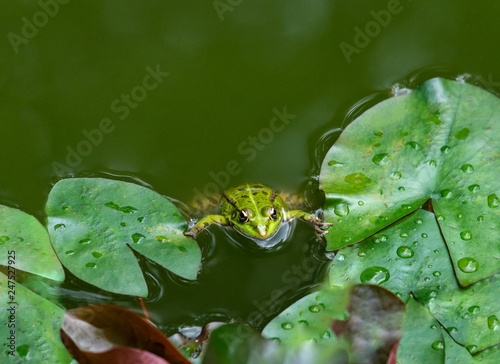 A frog Rana ridibunda sits in a pond and looks into the camera. Natural habitat and nature concept for design.