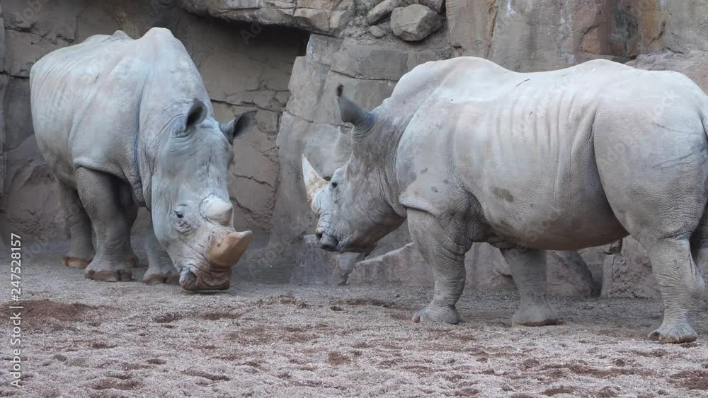 Two white Male Rhino With Large Horns are fighting. Two white Male Rhino With Large Horns are fighting.