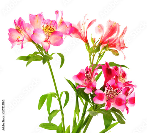 Bouquet of blooming lilies  alstroemeria 