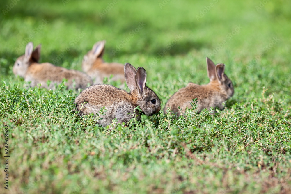 Fototapeta premium little gray rabbit on green grass background