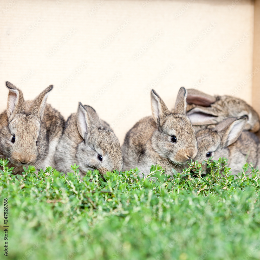 Fototapeta premium little gray rabbit on green grass background