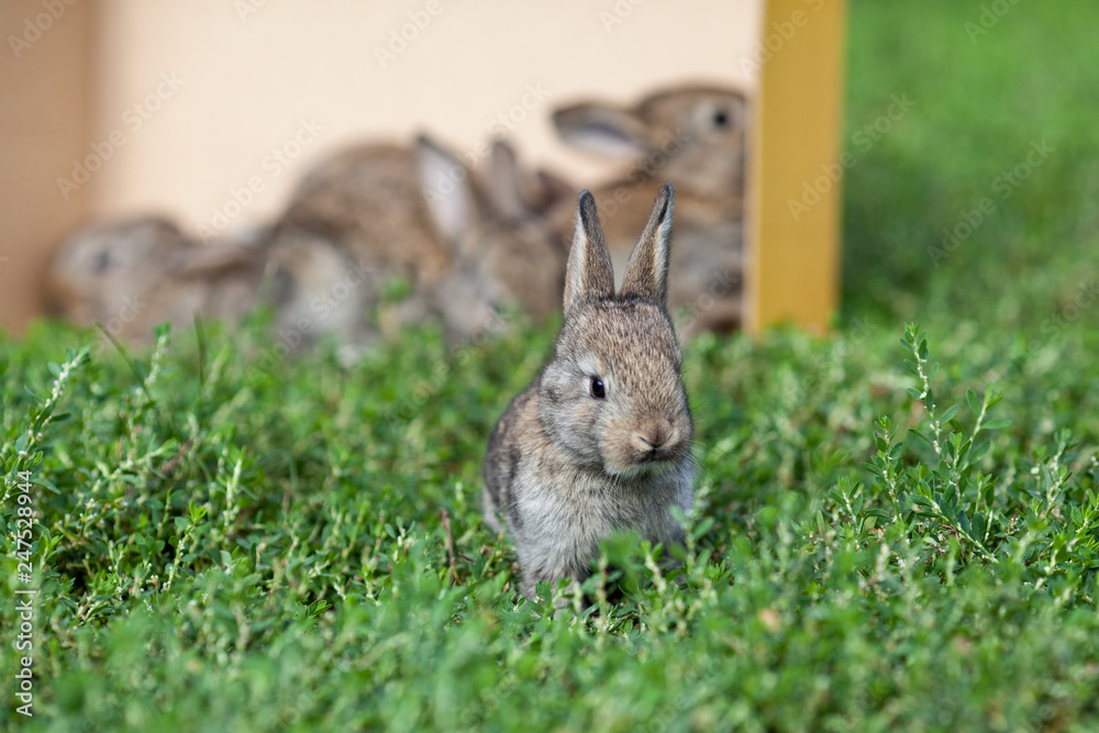 Fototapeta premium little gray rabbit on green grass background