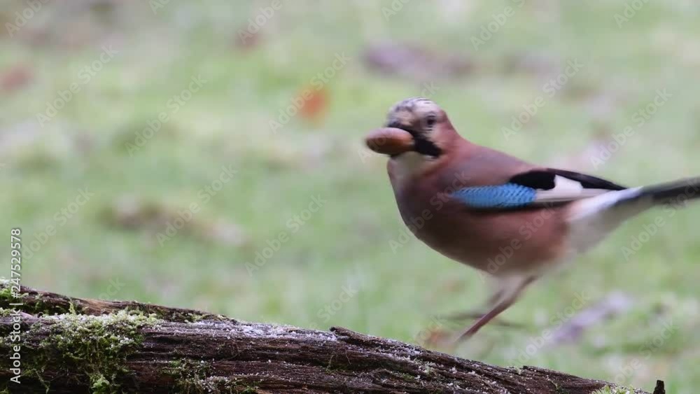 Jay collect acorns from the deadwood, winter, (garrulus glandarius), germany Jay collect acorns from the deadwood, winter, (garrulus glandarius), germany