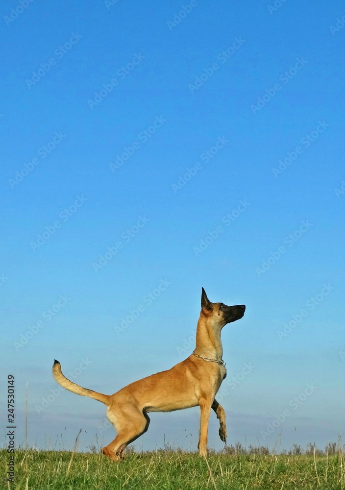 Belgian Shepherd dog Malinois dog on a background of summer blue sky Belgian Shepherd dog Malinois dog on a background of summer blue sky