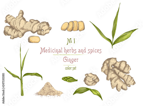 Set colorful hand drawn of Ginger roots, lives and flowers isolated on white background.