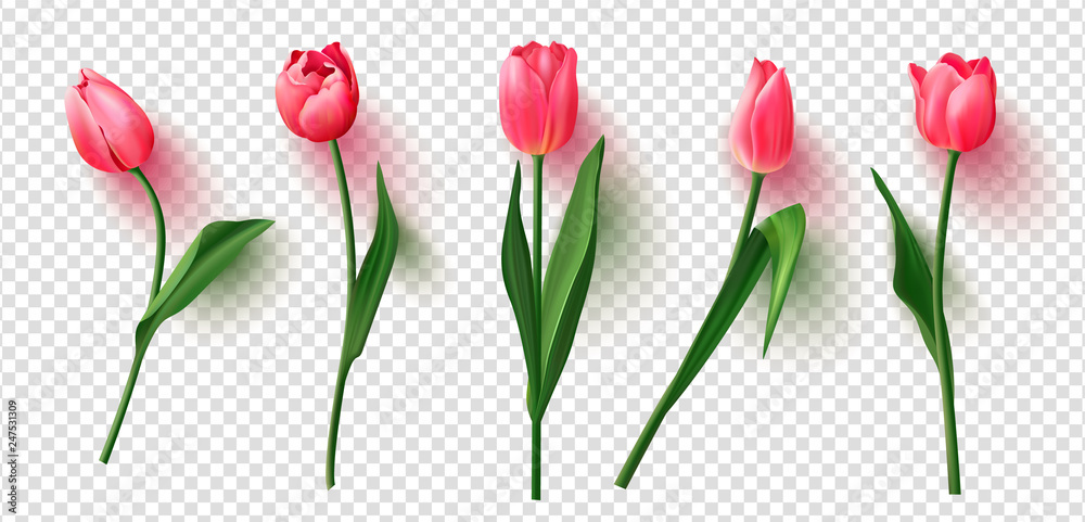 Fototapeta Realistyczne wektor tulipany na przezroczystym tle. Ilustracja wektorowa.