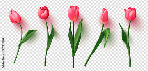 Fototapeta Realistic vector tulips set on transparent background