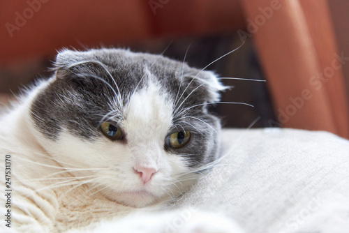 Portrait of a cute lop-eared cat, close-up photo