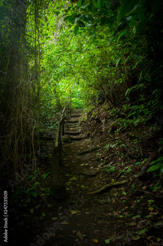 Road in the forest