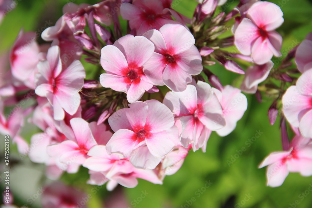 pink flowers in garden pink flowers in garden