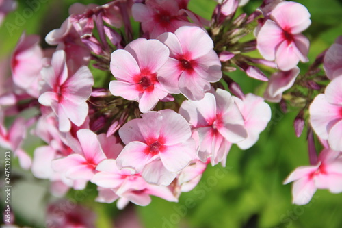 Fototapeta Naklejka Na Ścianę i Meble -  pink flowers in garden