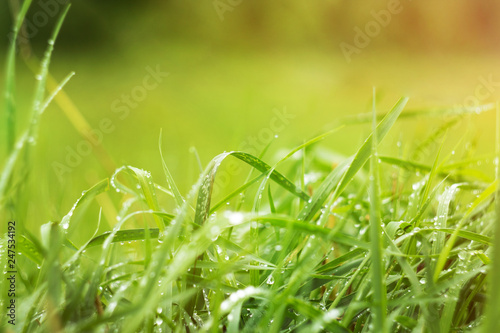Fresh green grass with dew drops closeup. Nature Background
