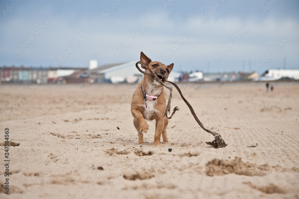 Dog enjoying the beach. Miniature Jack Russell. Dog enjoying the beach. Miniature Jack Russell.