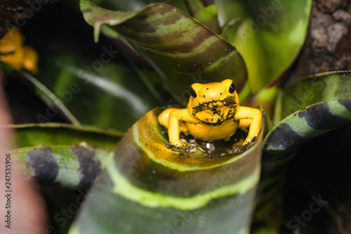 Female golden poison frog sitting on top of eggs in a bromeliad photo