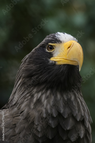 Closeup portrait of a Steller's sea eagle © Thorsten Spoerlein