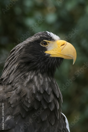 Closeup portrait of a Steller s sea eagle