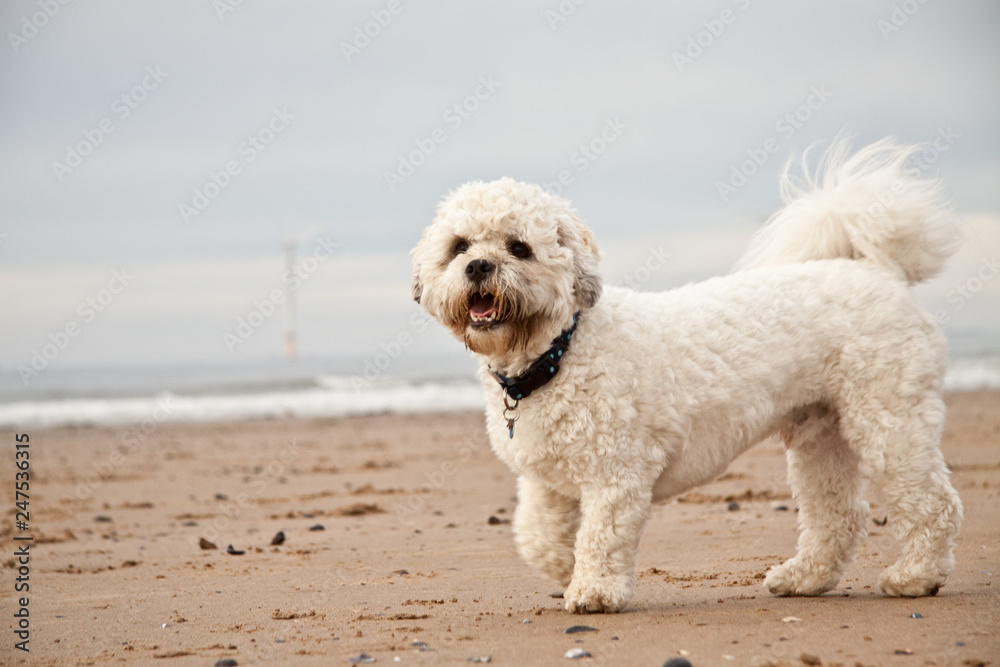 Dog enjoying the beach playing having fun.