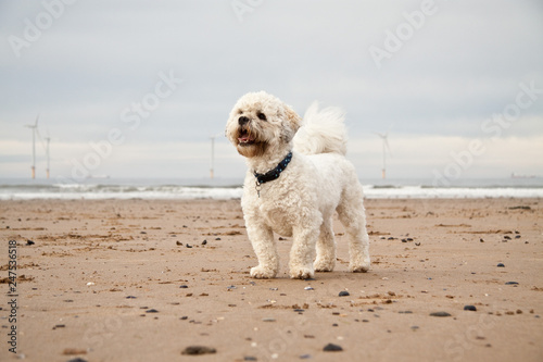 Dog enjoying the beach. Wind turbines in background. © Matt Stilwell