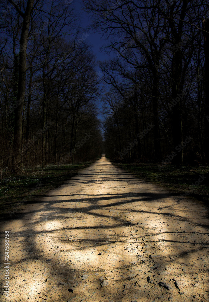 Obraz premium langer Waldweg