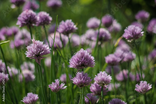 Lila Fr  hlingsblume auf Feld