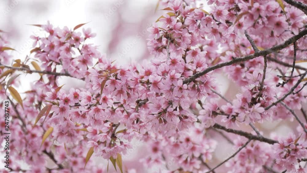 Spring pink flowers blossoming with blurry bokeh background.