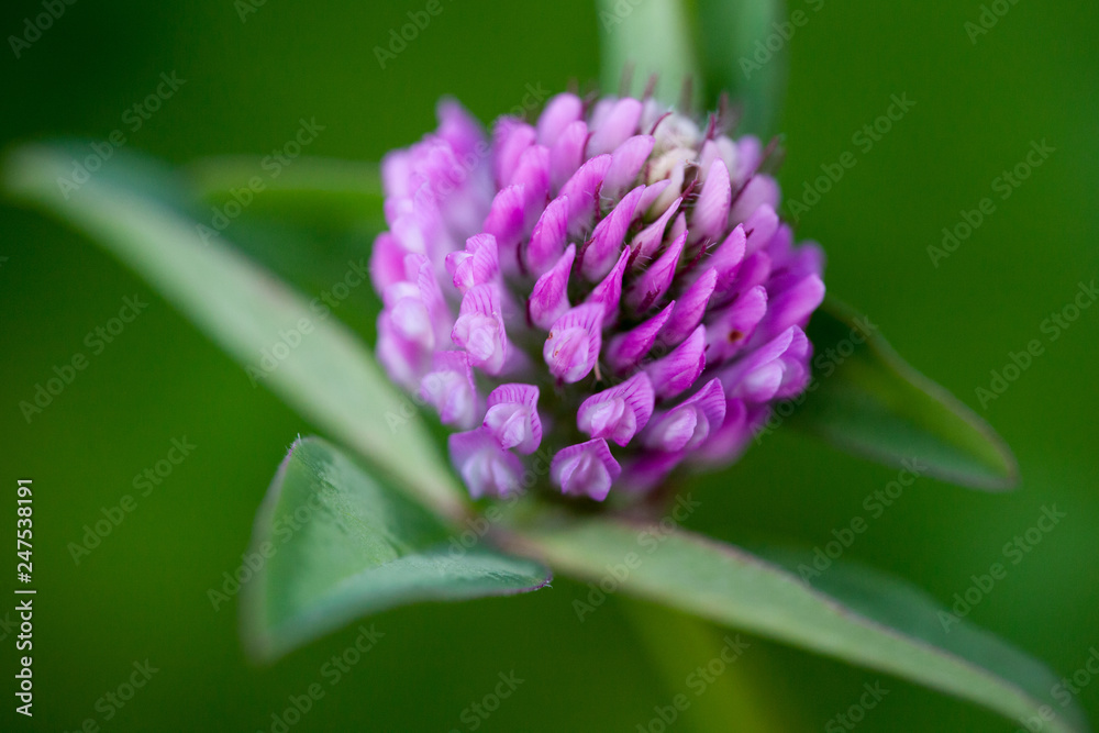 Close up of pink red clover flower in green blurred background Close up of pink red clover flower in green blurred background