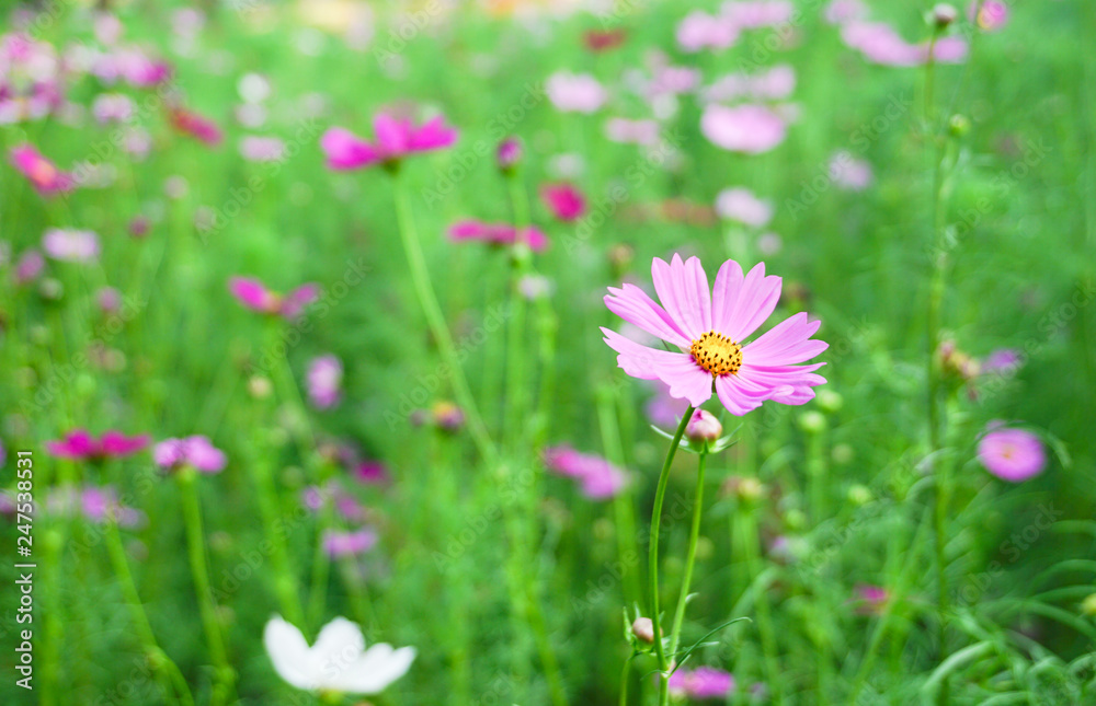 Pink cosmos blooming in wide field,Cosmos sulphureus, Sulfur Cosmos,Cataract Pink cosmos blooming in wide field,Cosmos sulphureus, Sulfur Cosmos,Cataract