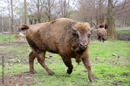 Wisent oder Europäische Bison (Bos bonasus)