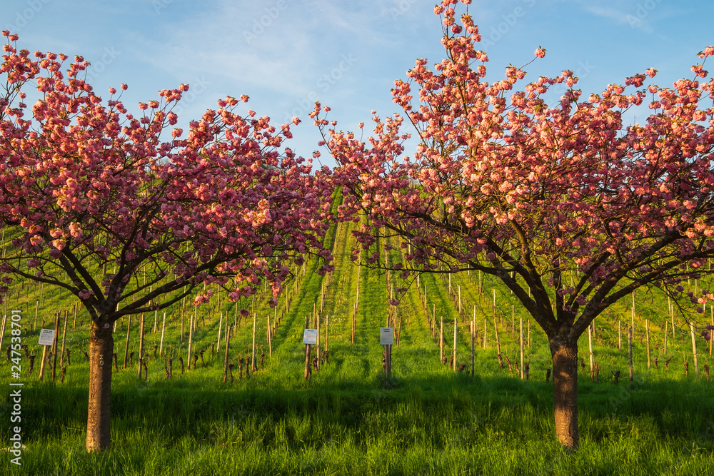 Obraz premium Blühender japanischer Zierkirschenbaum vor einem Weinberg