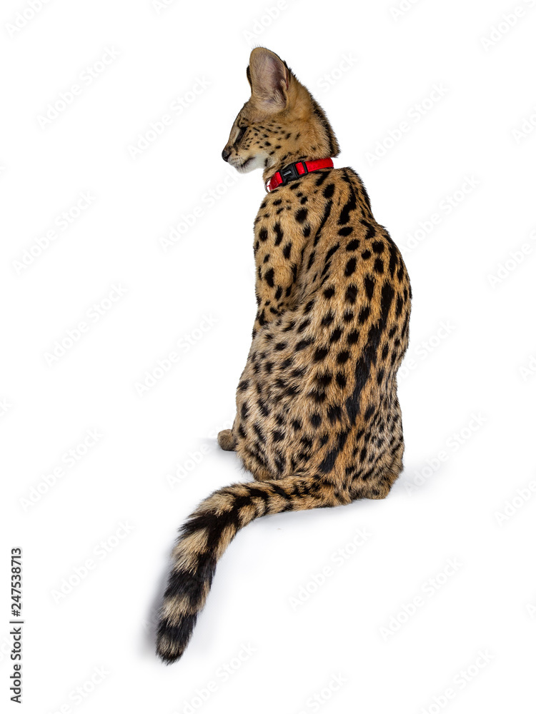 Obraz premium Young Serval cat kitten sitting backwards wearing red collar, looking to the side. Isolated on white background.