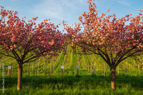 Blühender japanischer Zierkirschenbaum vor einem Weinberg