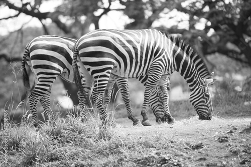 zebra in a zoo