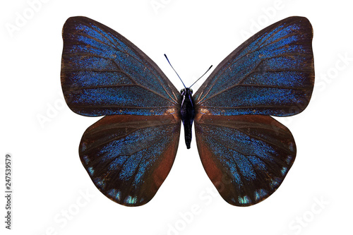 beautiful blue butterfly. breed of eumaeus. isolated on white background photo