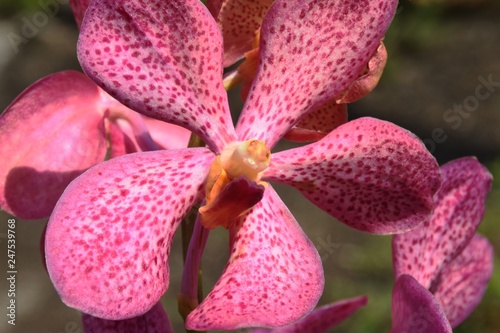 close up of orchid flower