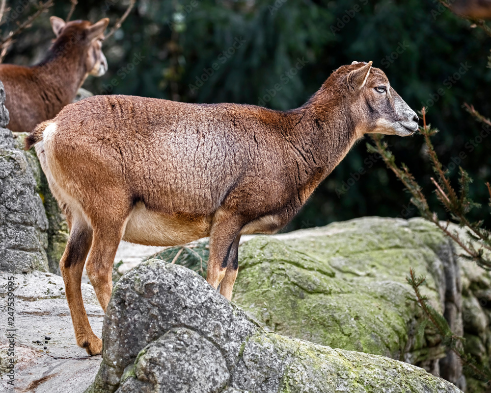 Obraz premium Moufflon female. Latin name - Ovis aries orientalis