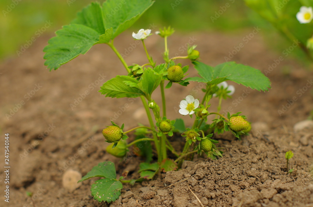 Erdbeeren noch grün Erdbeeren noch grün