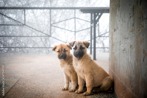 Fototapeta Naklejka Na Ścianę i Meble -  Two mixed breed puppies sitting in front view. Two little dogs sitting on balcony floor.