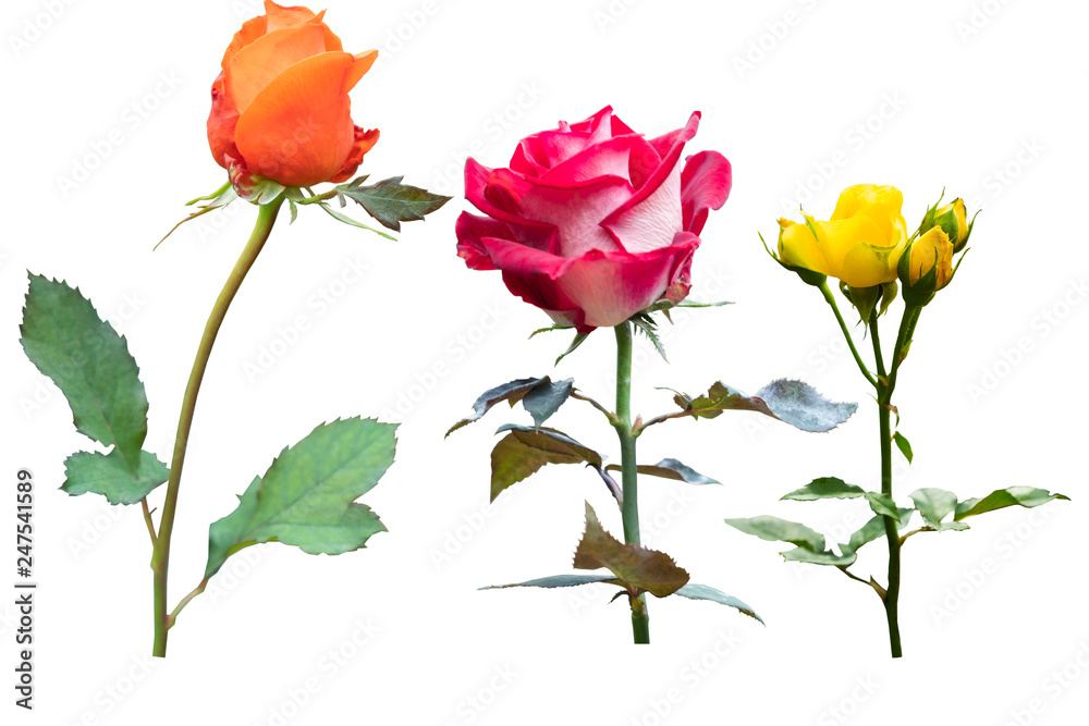 Naklejka premium Blurred for Background.Beautiful rose isolated on the white background. Photo with clipping path.