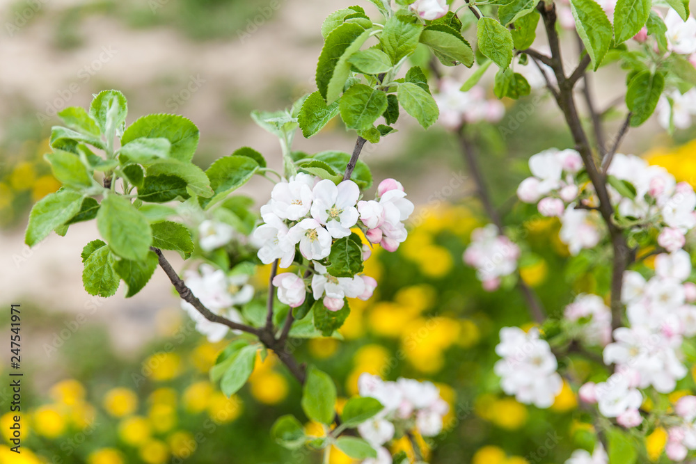 Blooming apple tree branch in spring Blooming apple tree branch in spring