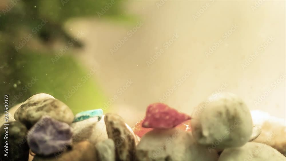 Close up scene of beautiful and colorful guppy fish swimming in aquarium tank with water plant, small dust particle flowing in water. Close up scene of beautiful and colorful guppy fish swimming in aquarium tank with water plant, small dust particle flowing in water.