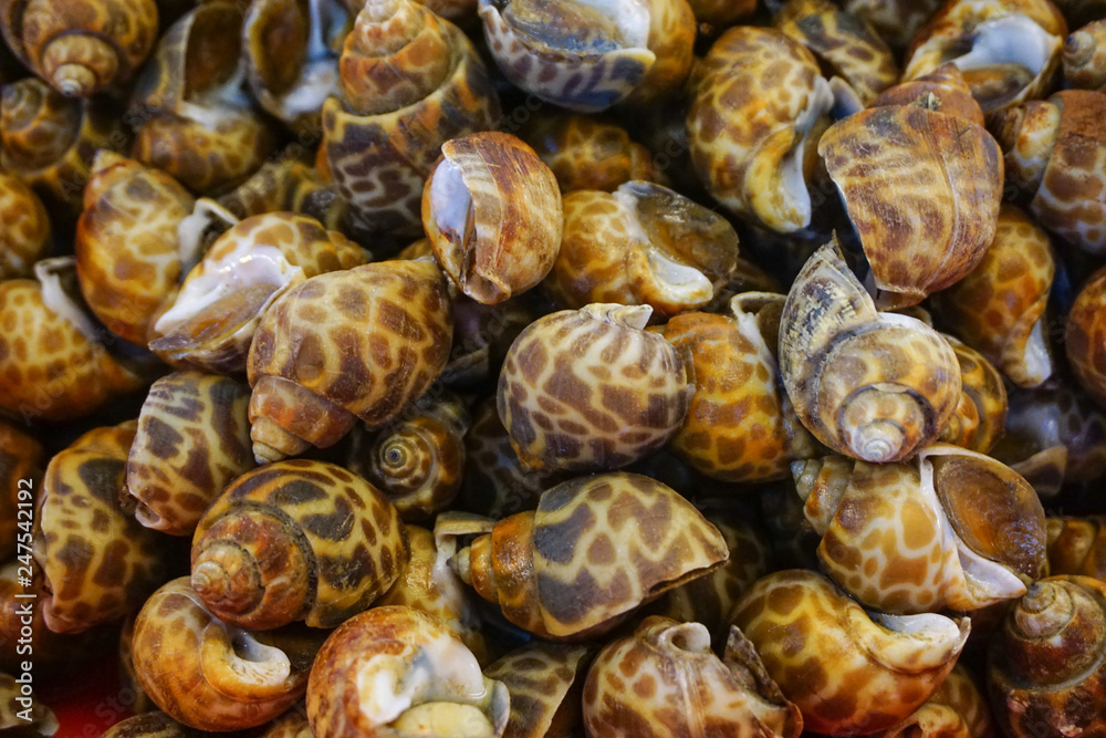 Group fresh areola babylon or spotted babylon on ice at supermarket, delicious seafood for cooking meal or dinner or appetizer Group fresh areola babylon or spotted babylon on ice at supermarket, delicious seafood for cooking meal or dinner or appetizer