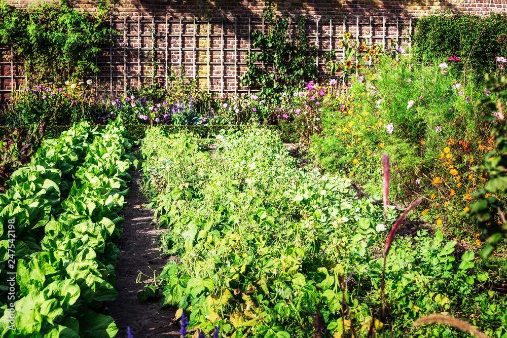 Sunny vegetable garden