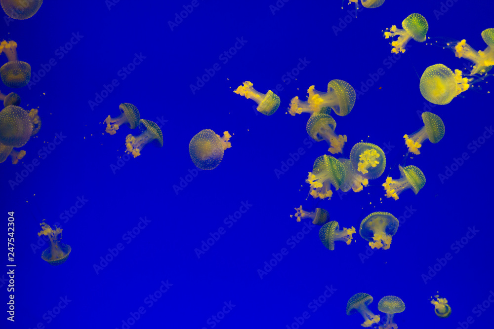 Group of big yellow and blue jellyfishes