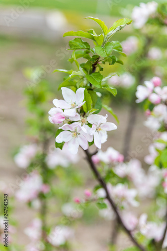 Blooming apple tree branch in spring