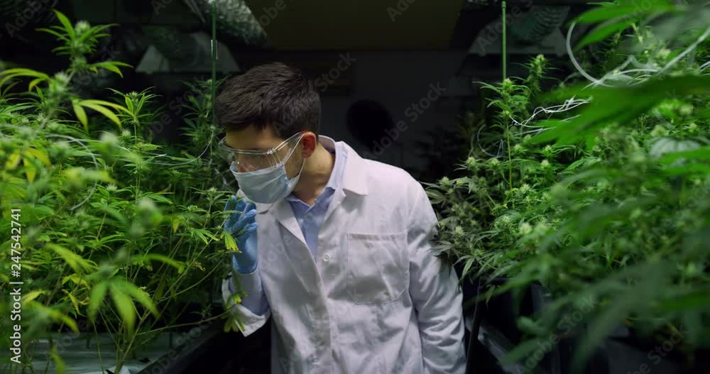 Slow motion of scientist with mask, glasses and gloves checking hemp plants in a greenhouse. Shot in 8K. Concept of herbal alternative medicine, cbd oil, pharmaceptical industry Slow motion of scientist with mask, glasses and gloves checking hemp plants in a greenhouse. Shot in 8K. Concept of herbal alternative medicine, cbd oil, pharmaceptical industry