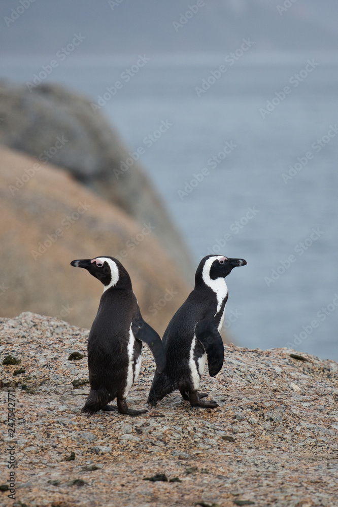 Obraz premium Two African penguin (Spheniscus demersus) on Boulders Beach near Cape Town South Africa