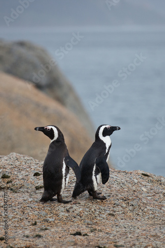Two African penguin  Spheniscus demersus  on Boulders Beach near Cape Town South Africa