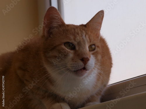Fototapeta Naklejka Na Ścianę i Meble -   thoughtful red cat