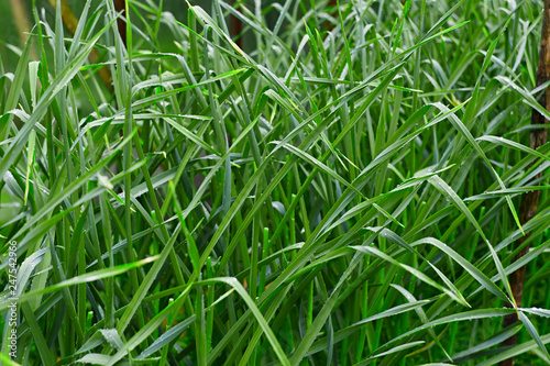 Lots of green grass close up