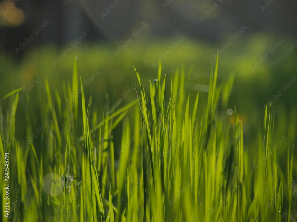  Fairy Dew at Sunrise